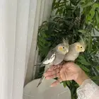 قطط للبيع سكوتش فولد