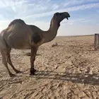 بعير دبياني سدس على الشرط