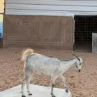 عنز رباع وسليمه شرط