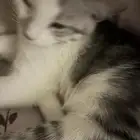 قطه للتبني