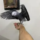طيور