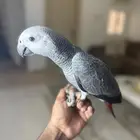 فرخ كاسكو انتاج محلي عمر 4 شهور (تم البيع) الله يبارك لراعيه