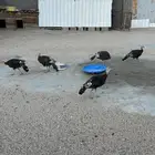 دجاج رومي