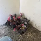 ديكه فرنسيه