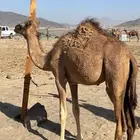 بكره للبيع