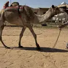 للبيع رحول شرط