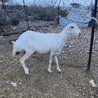 شاتين. رفيديه وساوكنيه