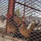 دجاج سبرايت دم صافي