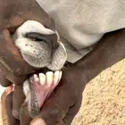 طلي حري فحل مشروط