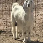عنز حايل جمى