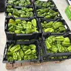 فلفل بارد أخضر وألوان (أحمر - أصفر) بسعر منافس