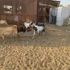 غنم بياشا مرخ ولد الصغار اثنين ذكران ثنتين اناثي