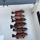 رحلات بحرية سياحية صيد بياضه سباحه