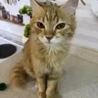 قطة للتبني