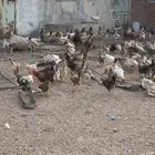 دجاج بياض الموقع أوثال بالقصيم