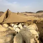 طليان مقاني حريات انتاج المراح على مزاين