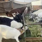 معزا جنوبيه مهجنه دفيع
