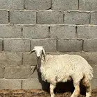 رخل 6 شهور طيبه جدا