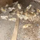 فروخ دجاج