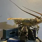 استكوزا كبير محنط