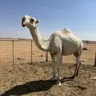 قعود باتلي ولد بعير ابوعجاريد الحمر على التحليل