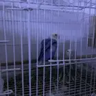 زوج روز منتج الذكر أليف