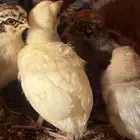فروخ طاووس ابيض