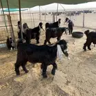 تيوس عوارض فحول