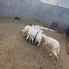 طليان
