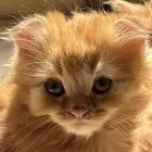 قطط صغيره لتبني الاحساء