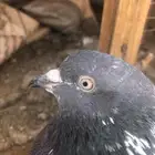 حمام باكستاني للبيع اذكرين رامات بيور