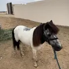 حصان سيسي العمر 6 سنه وسليم من الأمراض