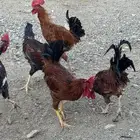 ديوك ودجاج بياض فرنسي بيور