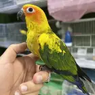 فرخ صن كنيور اليف