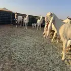 معزا متابيع