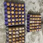 بيض لوهمان بروان الماني