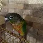 كنيور يلو سايد