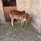 حسيل بلدي عمر 6شهور