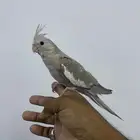 فرخ كروان هولندي