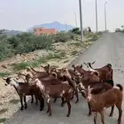 خبيش وشح دهم تأسيس مراح