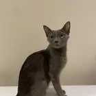قطة برتش للتبني