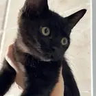 قطط للتبني