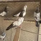 للبيع طبات العدد حوالي ال35