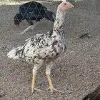 دجاجه باكستانيه