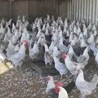 دجاج فيومي المنيوم