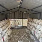 مشروع حمام فرنسي للتقبيل مزرعه