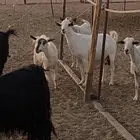 معزا للبيع