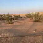 دجاج بياض وديكه فيومي وبلدي للبيع