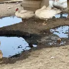 بط اربعه ذكور وواحده أنثى