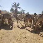 قعدان صومالية مفاريد بأسعار ممتازة